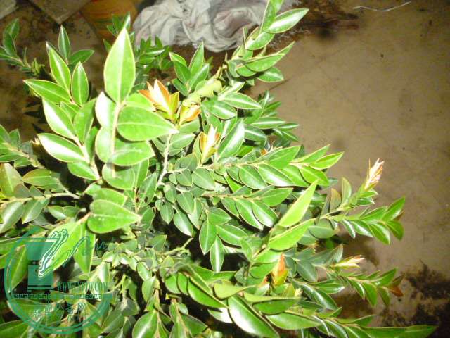 P1130715.JPG