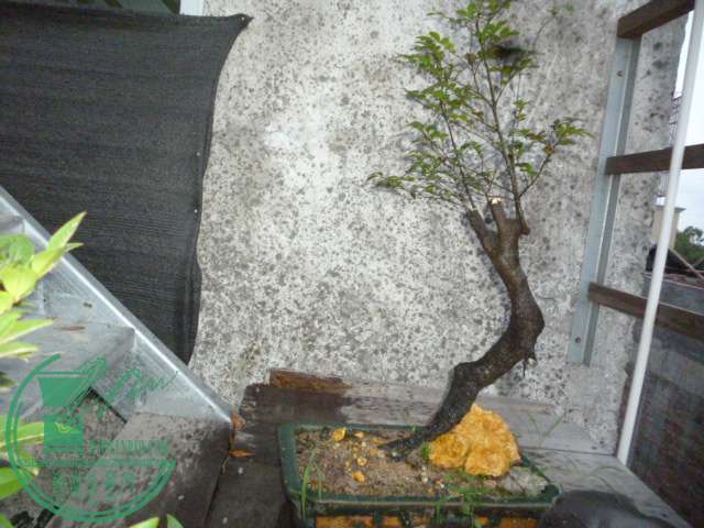 P1130730.JPG