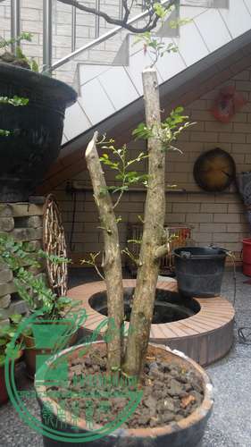 IMG_20150505_124547_СС.jpg
