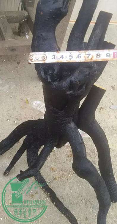 12_.jpg