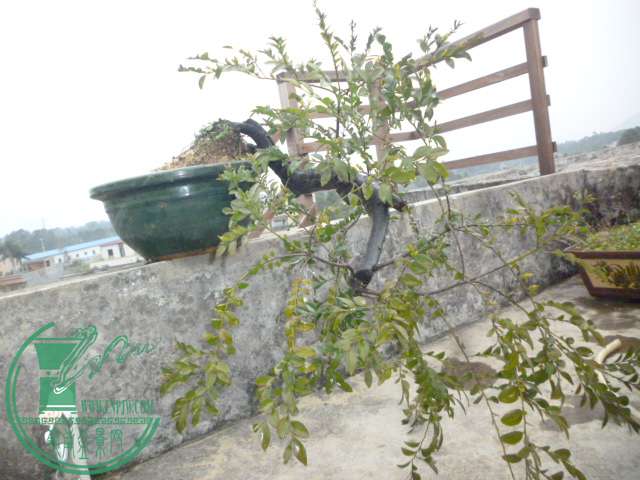 P1120734.JPG