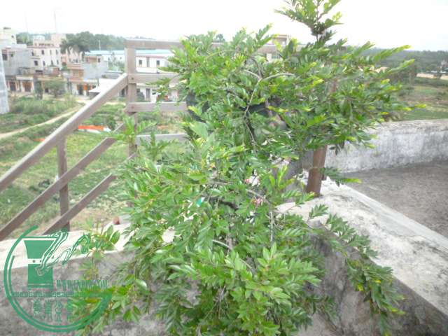 P1130722.JPG