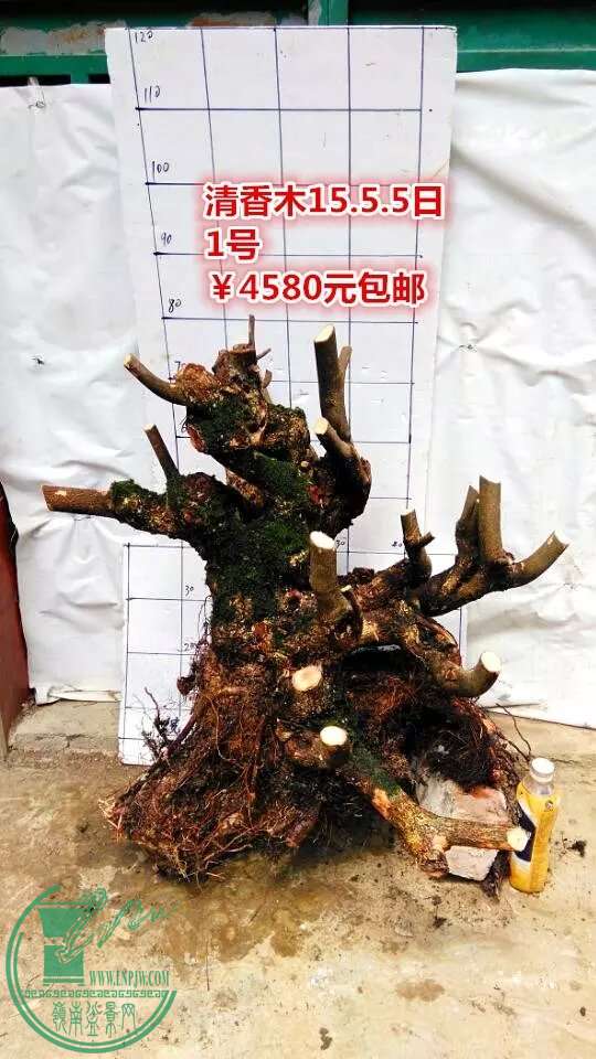 psb (10).jpg