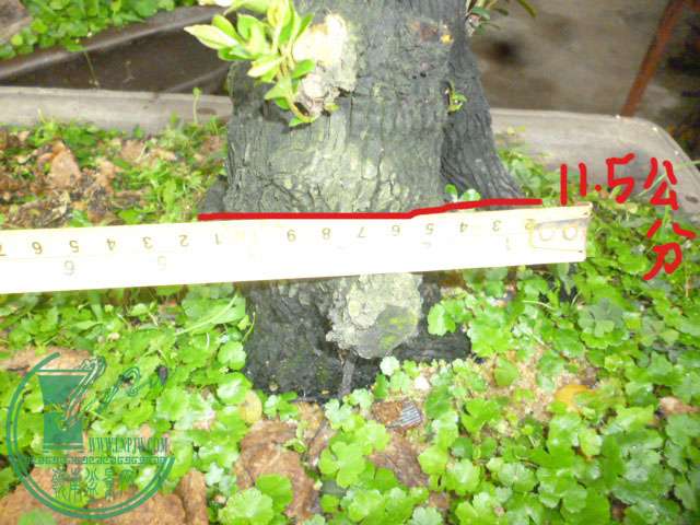 P1130740.JPG