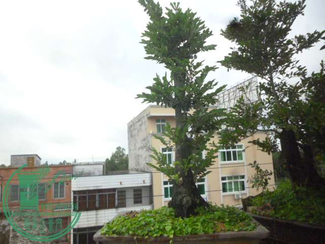 P1130735.JPG