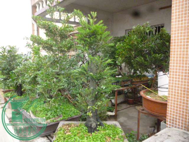 P1130737.JPG