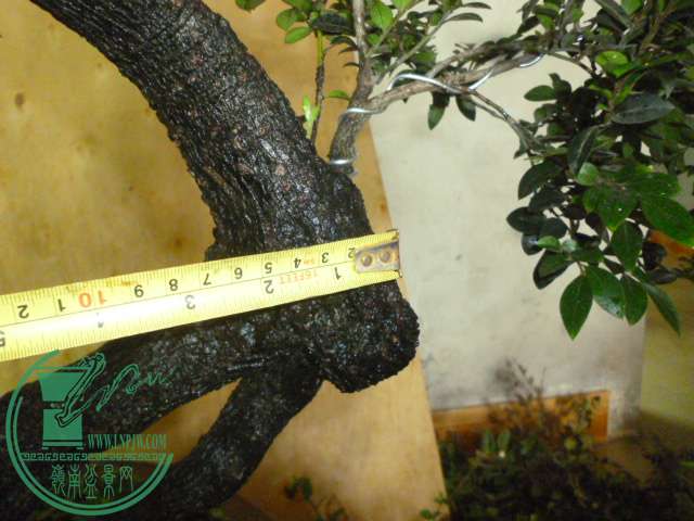 P1130747.JPG