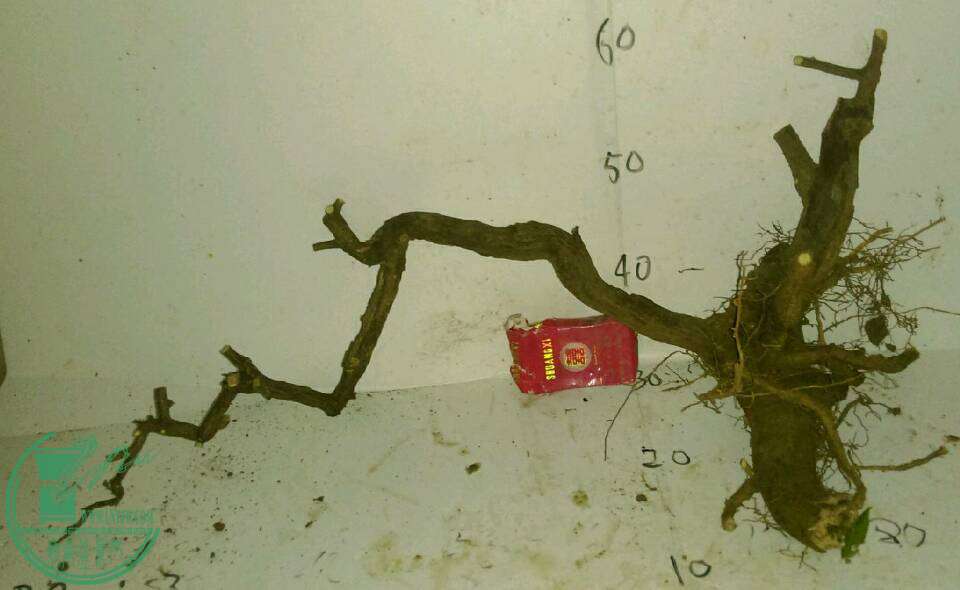 44d4904107dfcaf9.jpg