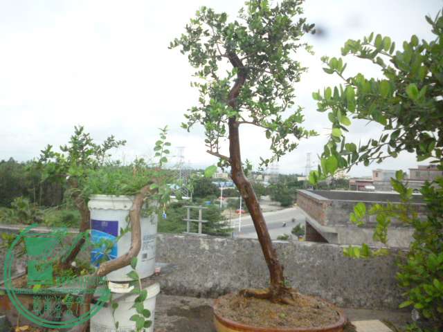 P1130769.JPG