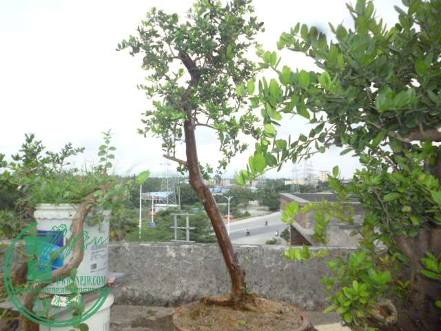 P1130770.JPG