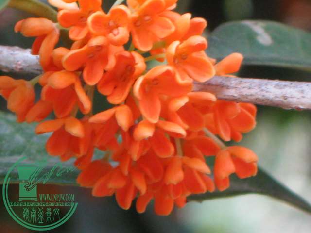  (2) Ƭȫʢ 009.jpg