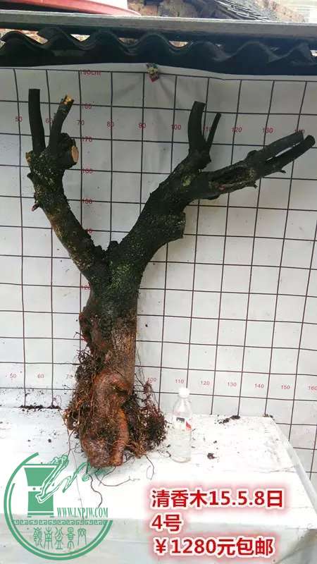 psb (9).jpg