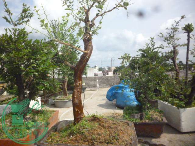 P1130781.JPG