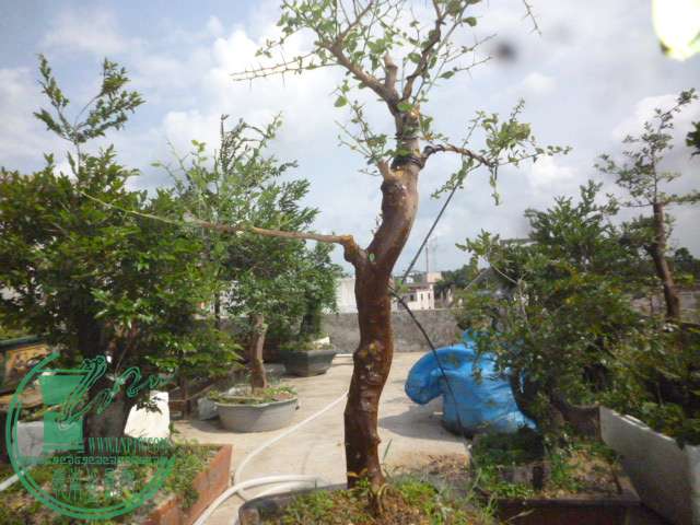 P1130782.JPG