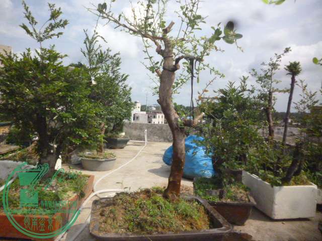 P1130784.JPG