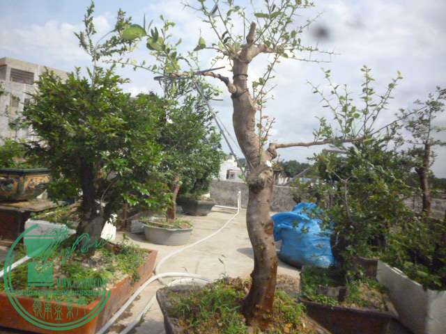P1130786.JPG