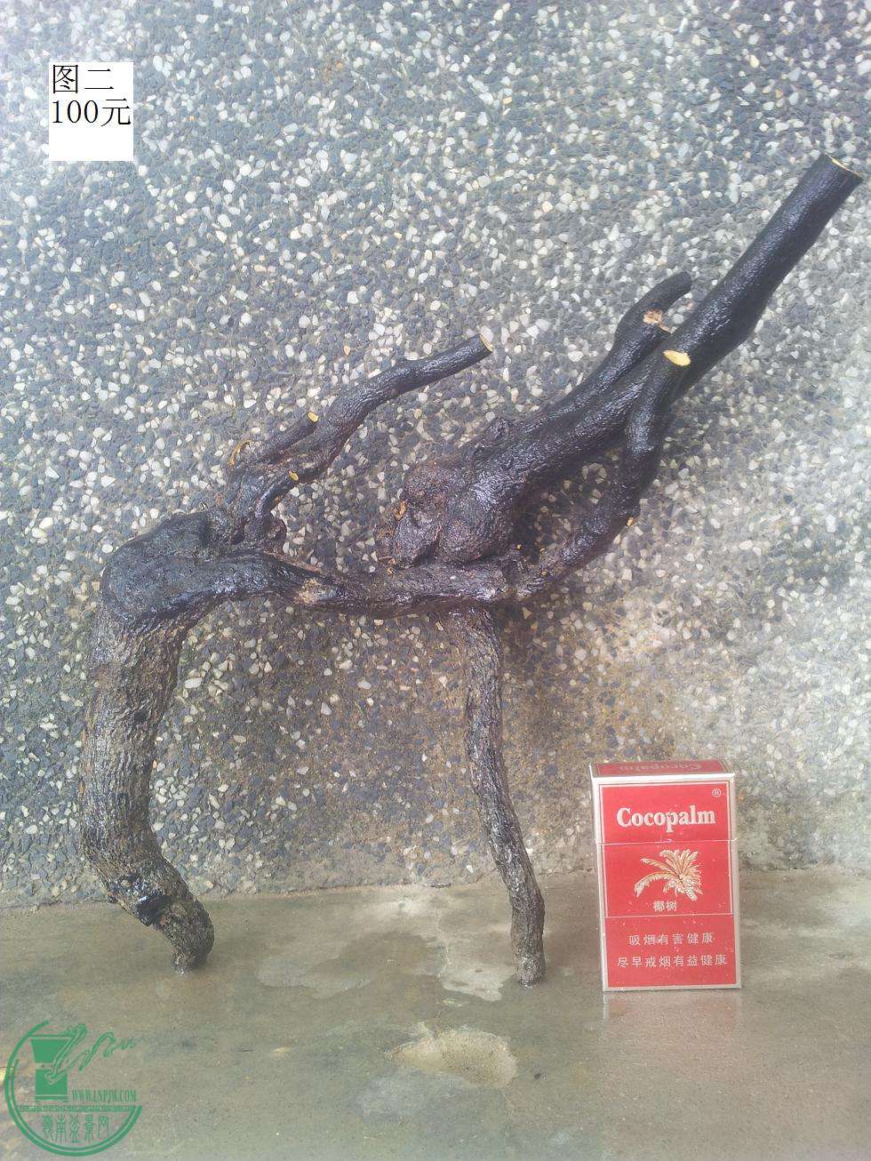 20150509_102556.JPG
