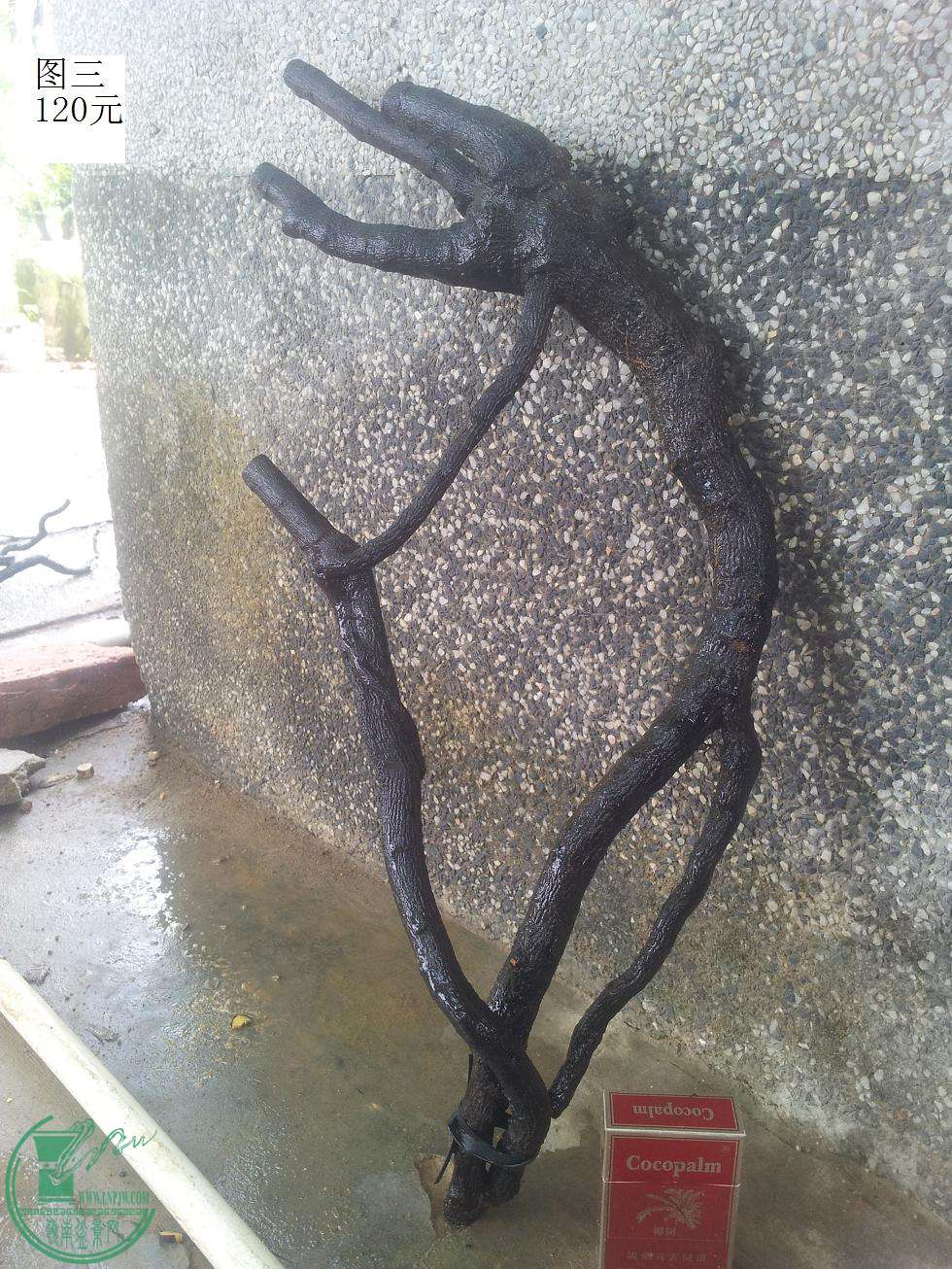20150509_102646.JPG
