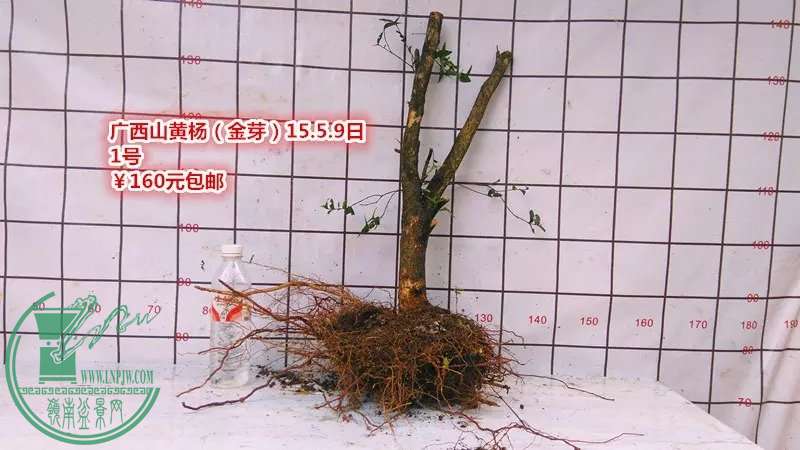 psb (2).jpg