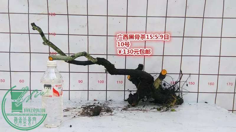 psb (20).jpg