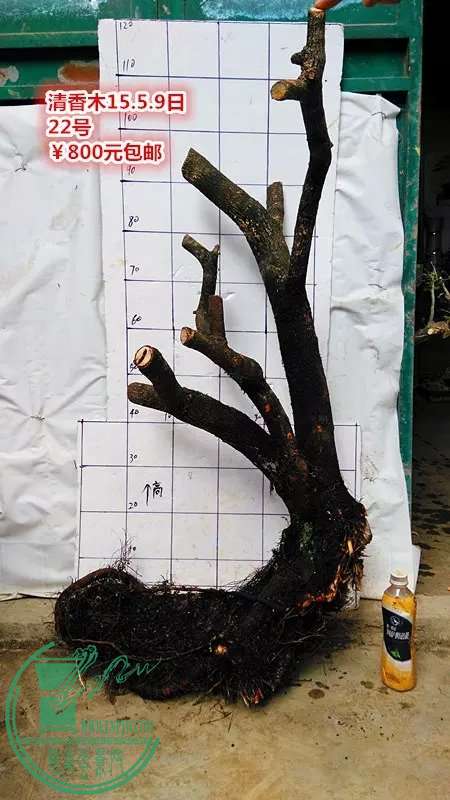 psb (45).jpg