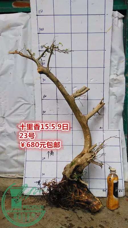 psb (49).jpg