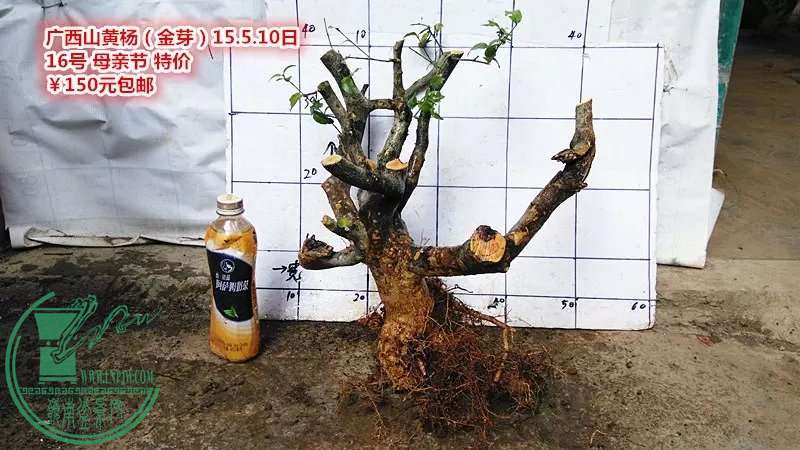 psb (31).jpg