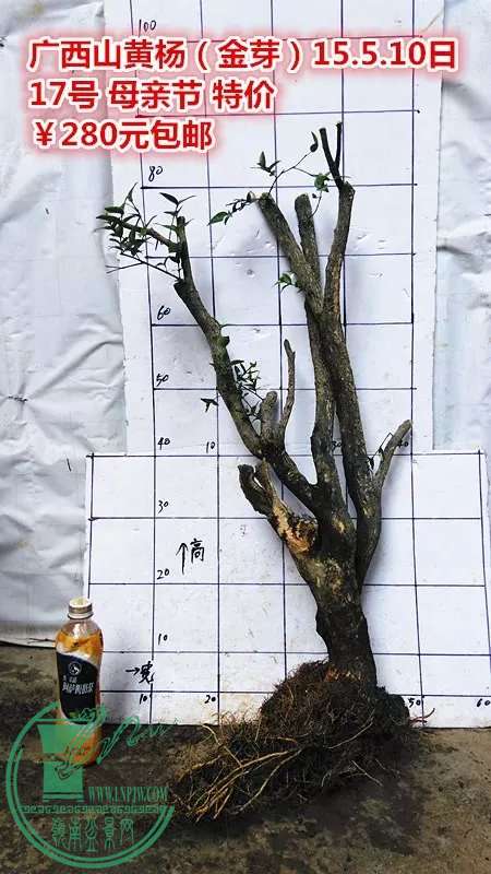 psb (33).jpg