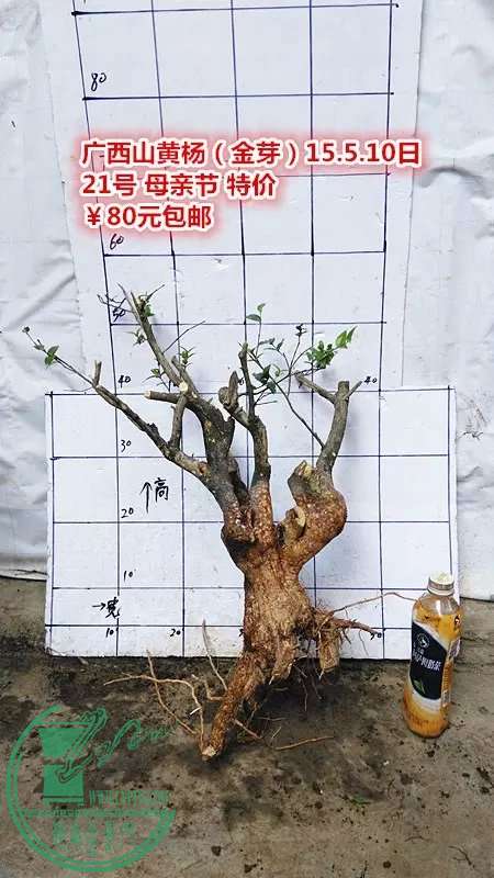 psb (40).jpg