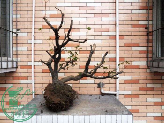 nEO_IMG_SDC13505.jpg