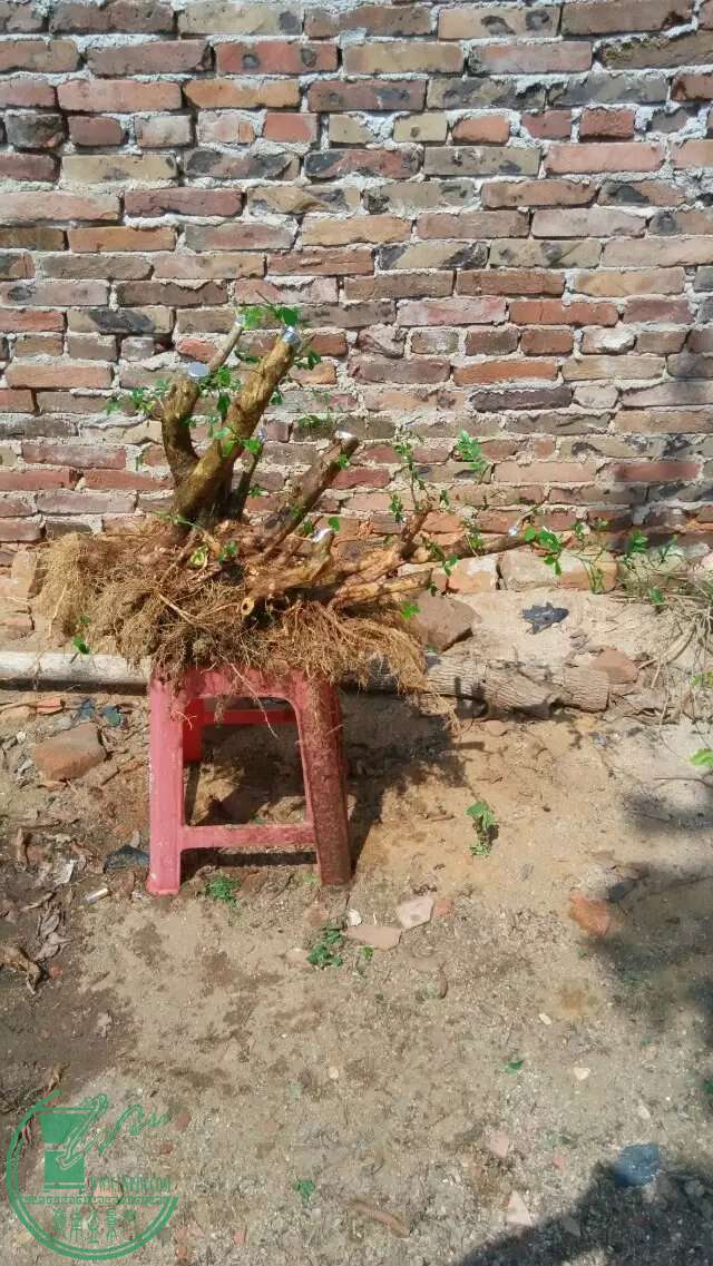 ..jpg