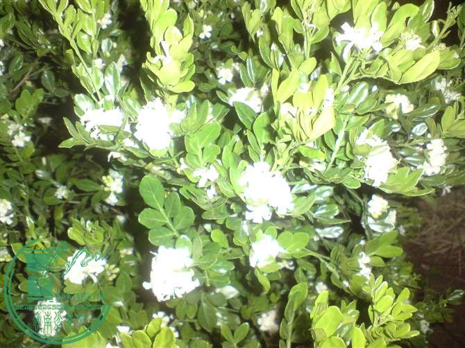 Ҷ33..jpg