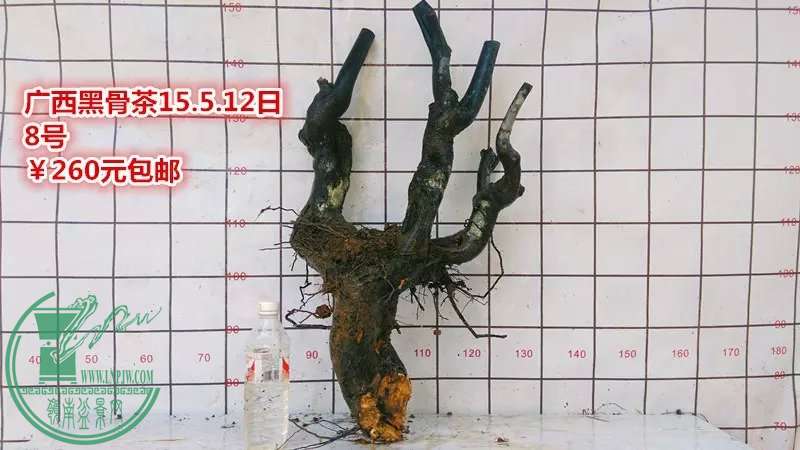 psb (14).jpg