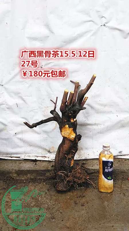 psb (51).jpg