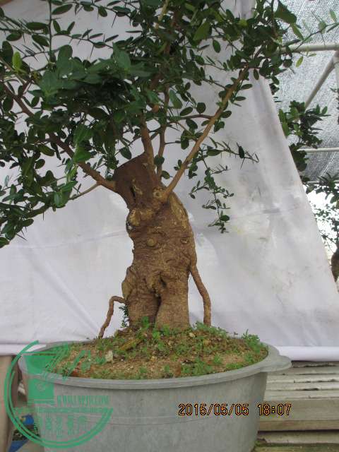 IMG_6137.JPG