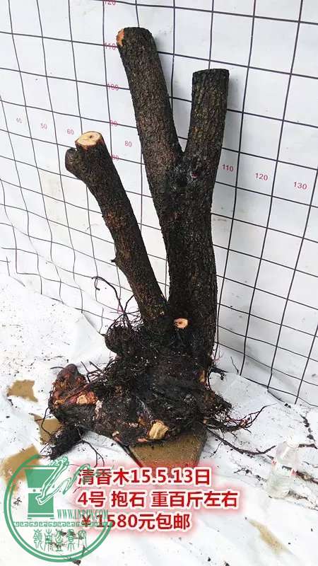 psb (8).jpg