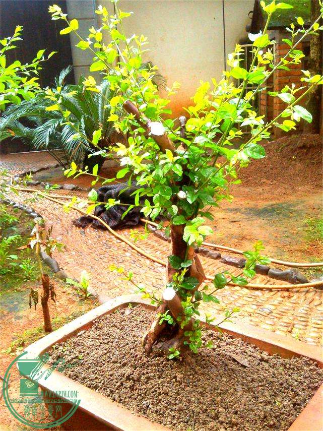 ȸ÷׮205IMG_20150515_070548_ͼ.jpg