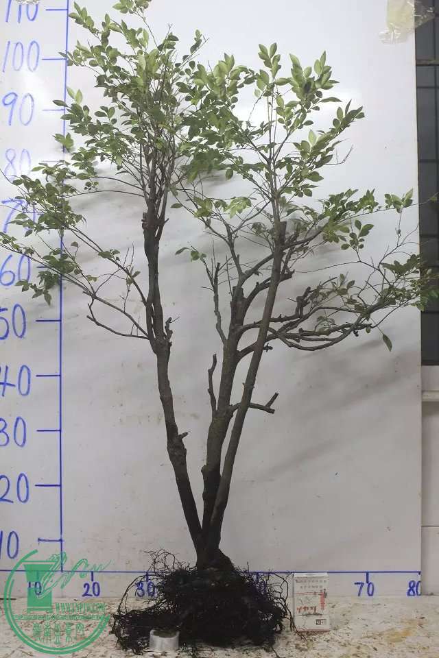 psb (2).jpg
