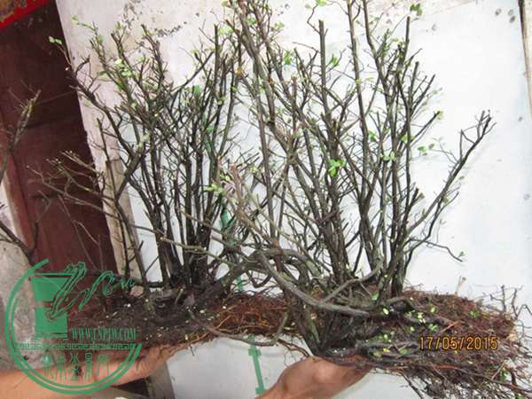 IMG_4676.JPG