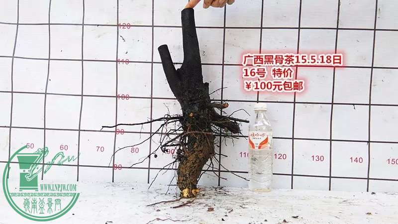 psb (30).jpg