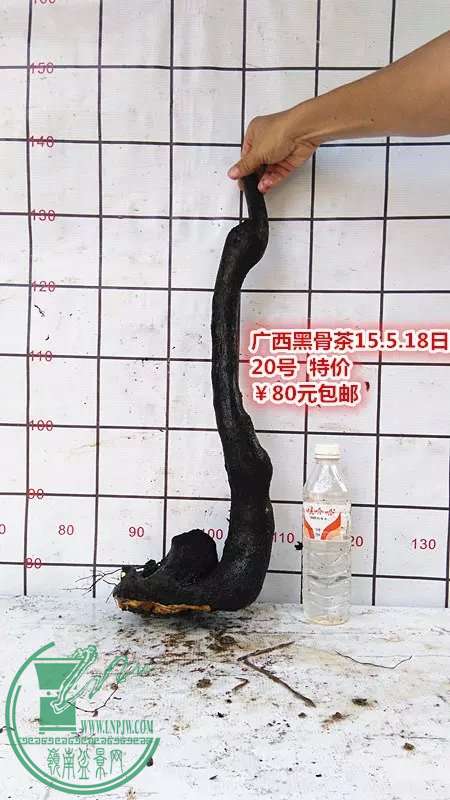 psb (38).jpg