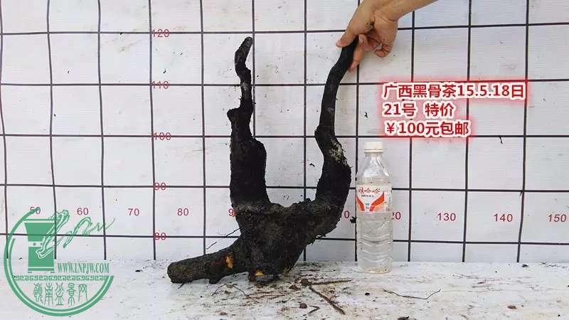 psb (40).jpg