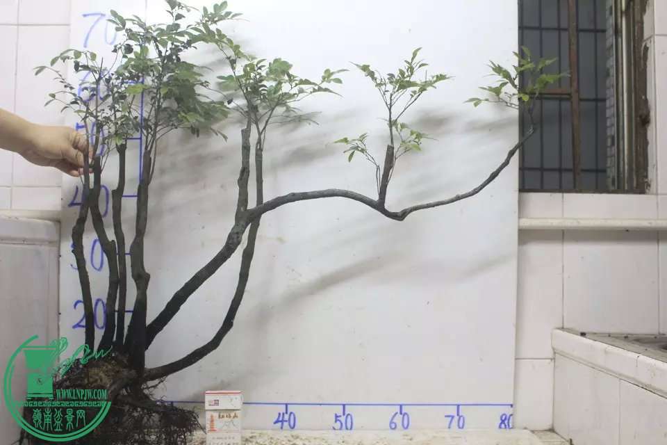 psb (2).jpg