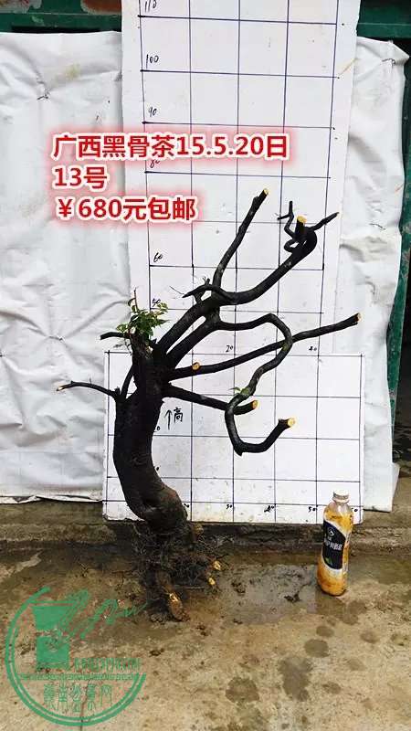 psb (28).jpg