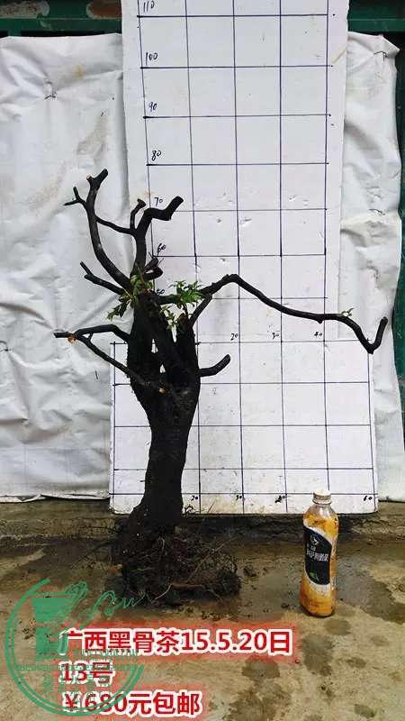 psb (30).jpg