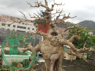 DSCN1006.jpg