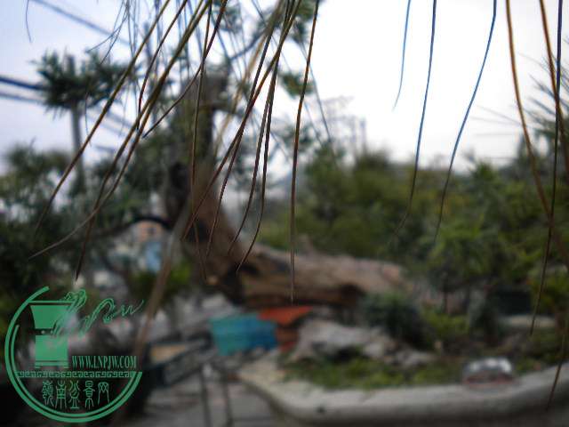 DSCN7726.JPG