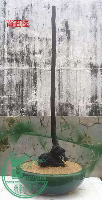 19_.jpg