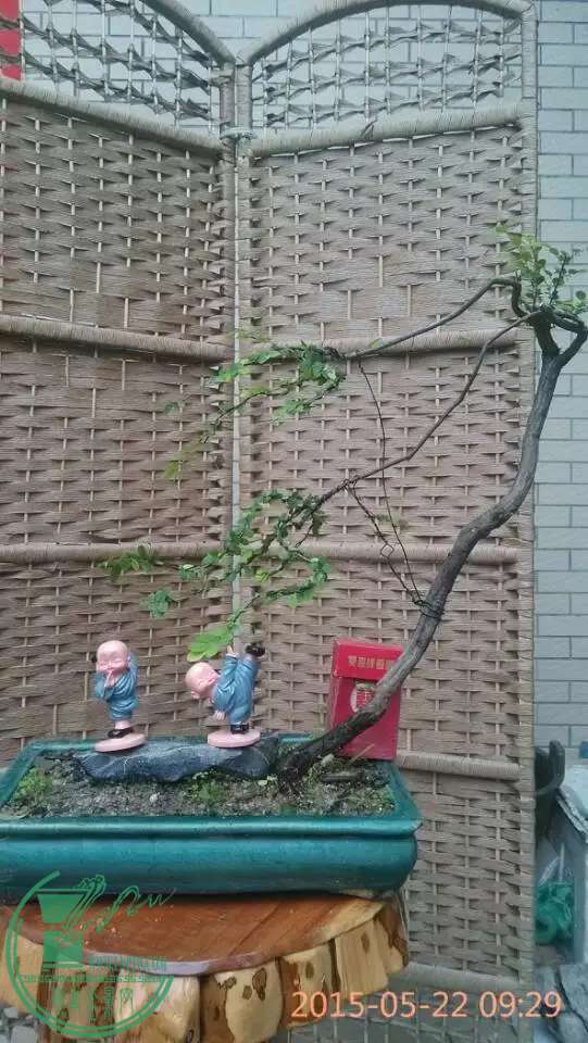 image.jpg