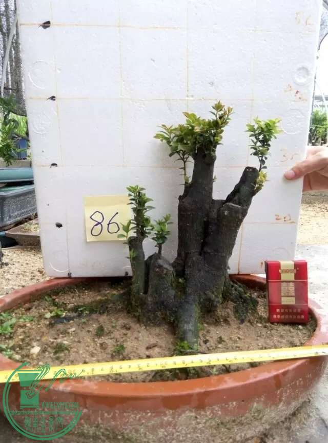 psb (12).jpg